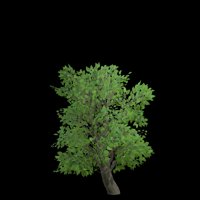 Asset preview